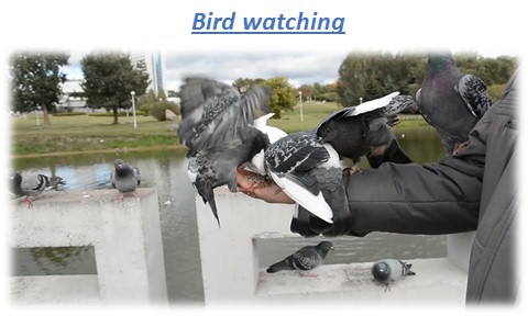 Bird watching