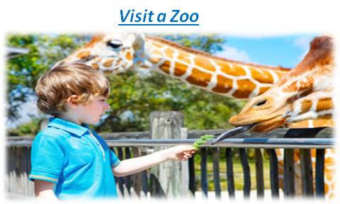 Visit a Zoo